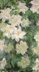 Hvid klematis, 1887